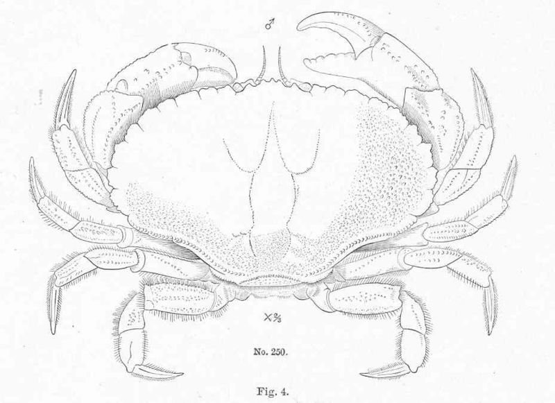 File:FMIB 51195 Jonah Crab, Cancer borealis, Stimpson; male.jpeg