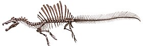 Spinosaurus: Khám phá và đặt tên, Mô tả, Phân loại