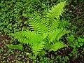 Athyrium filix-femina