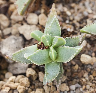<i>Faucaria felina</i> Species of succulent