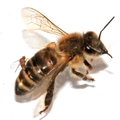 Female Apocephalus borealis ovipositing into the abdomen of a worker honey bee.png