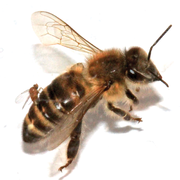 Phorid fly (centre left) is laying eggs in the abdomen of a worker honey bee, altering its behaviour.