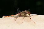 ♀ Sympetrum vulgatum