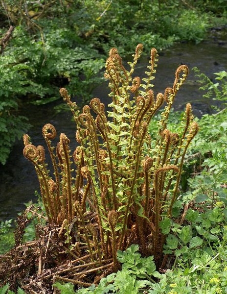 File:Fern by the Otter - geograph.org.uk - 1866876.jpg