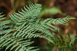 Ferns in the New Forest (1250985294).jpg