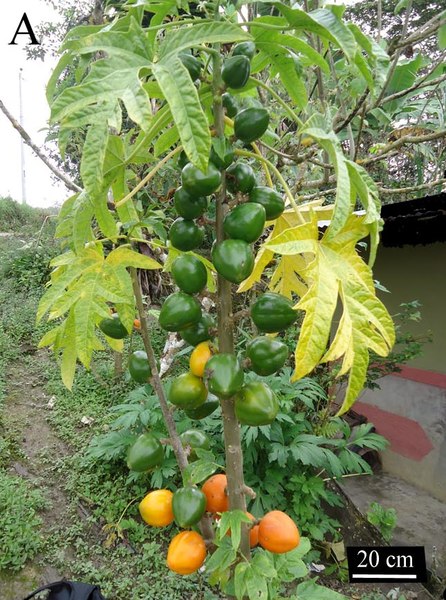 File:Fig 7. Morphology of Vasconcellea peruviensis (CHAX245) (cropped).tif