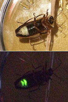 Photuris female by flash photography (above); by her own light (below) Firefly composite.jpg