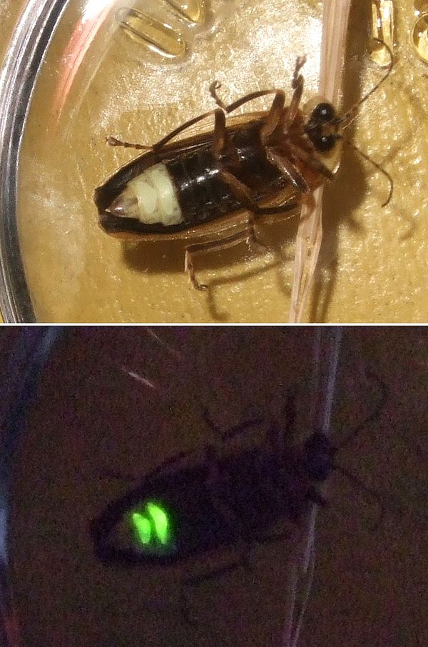 Photuris female by flash photography (above); by her own light (below)