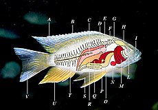 Fish anatomy.jpg