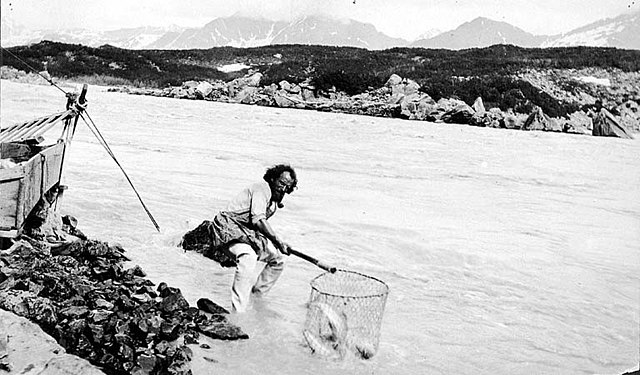 A man dip netting on the Copper River, undated photo by John Nathan Cobb (died 1930)
