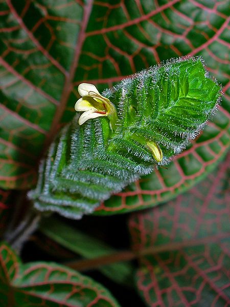 File:Fittonia albivenis 003.JPG