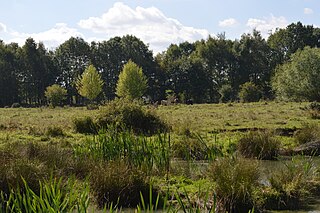 <span class="mw-page-title-main">Flitton Moor</span>