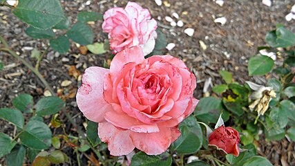 'Sexy Rexy', Hamilton - Best Floribunda 1990