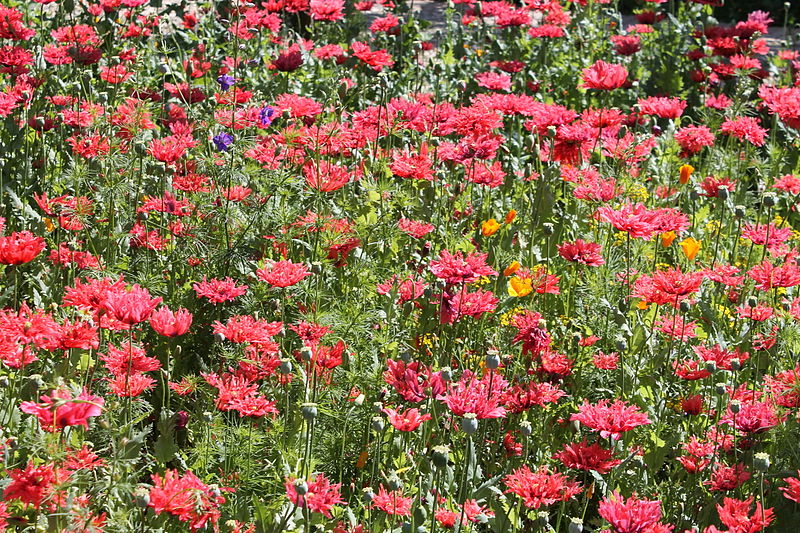 File:Flowers at la Alhambra.JPG