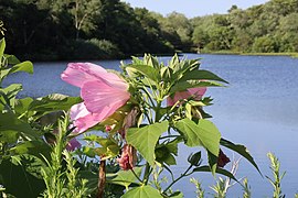 Swamp rose mallow