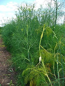 Foeniculum vulgare Habitus cultivated form