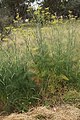 Foeniculum vulgare plant3 (14193631209).jpg