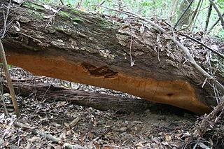 The largest mushrooms and conks are the largest known individual fruit 
