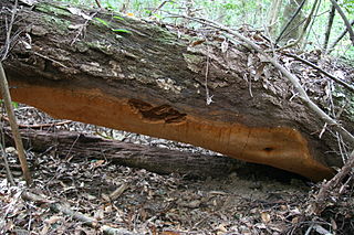 <i>Phellinus ellipsoideus</i> Species of fungus in the family Hymenochaetaceae found in China