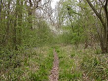 Footpath through the Wood. - geograph.org.uk - 163077.jpg