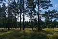 Forest in the Curonian Spit National Park, 2019-08-20-1.jpg
