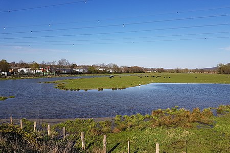 Fröndenberg NaturschutzgebietKiebitzwiese 06 Asio