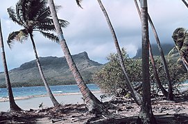 Leaning palm trees with metal bands to stop coconut crabs