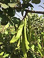 Fruit graines du caroubier 2021.jpg