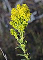 Solidago confinus