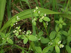 花冠は淡黄緑色で、杯状に4裂する。果実に突起状のごく短い毛が密に生える。