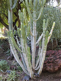 <i>Euphorbia royleana</i> species of plant