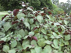 澳洲悉尼皇家植物園嘅雙色紫蘇