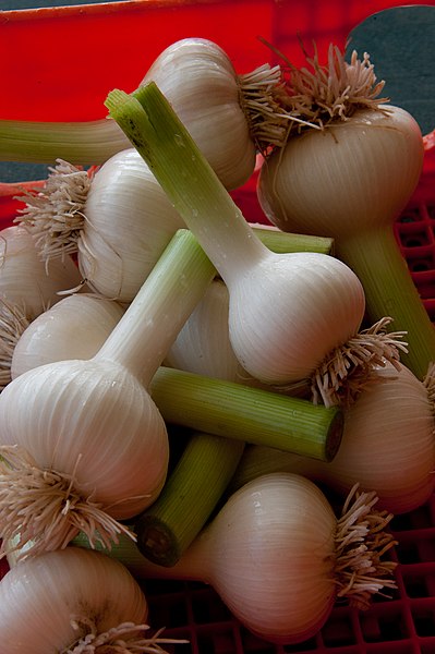 File:Garlic (7419599518).jpg