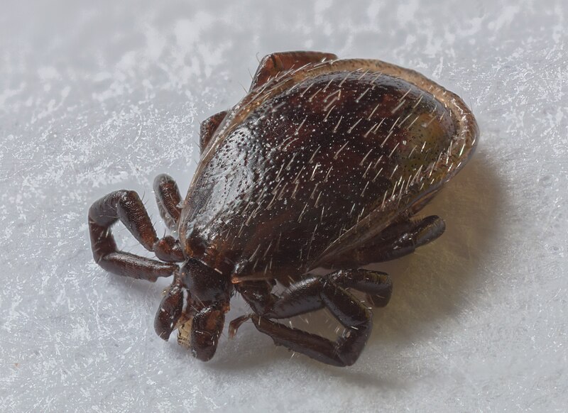 File:Garrapata común (Ixodes ricinus), Hartelholz, Múnich, Alemania, 2020-06-11, DD 01-15 FS.jpg