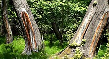 Trunks at Kavakarasi liquidambar forest Gebleste oosterse amberboom.JPG