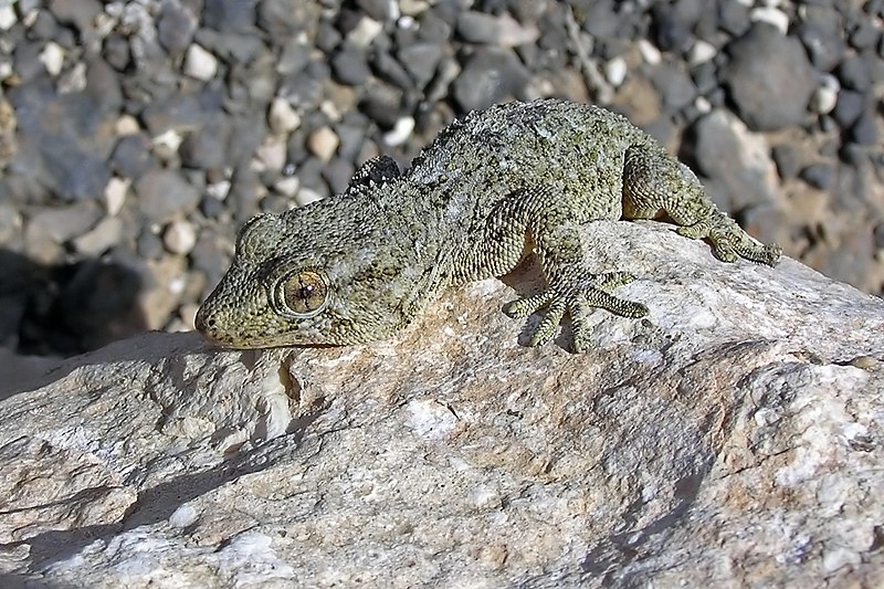 File:Gecko on the rocks-filtered.jpg