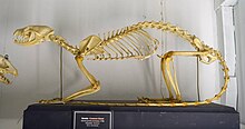 Genetta genetta skeleton - Museu da Ciência da Universidade de Coimbra - University of Coimbra - Coimbra, Portugal - DSC09220.jpg