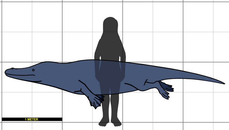 File:Georgiacetus size.png