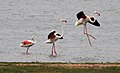 Migratory birds at Ameenpur Lake