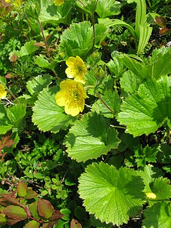 Geum calthifolium 1.JPG