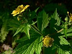 Geum macrophyllum 10066.JPG