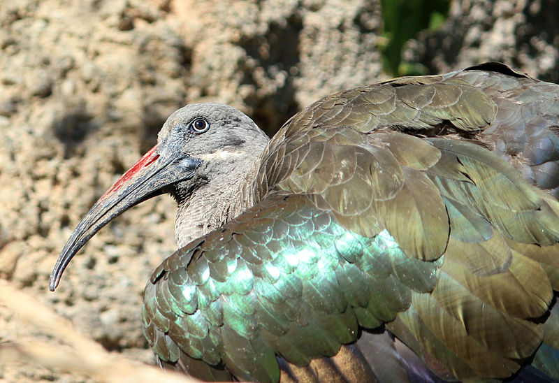 File:Gfp-a-big-bird.jpg