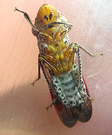 Glassy-winged sharpshooter underside Glassy-winged sharpshooter underside.jpg