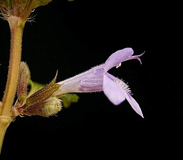 Glechoma hederacea1 ies.jpg