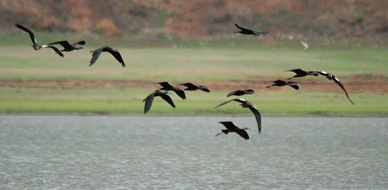 File:Glossy Ibis (Plegadis falcinellus) with Black Ibis (Pseudibis papillosa) W IMG 0039.jpg