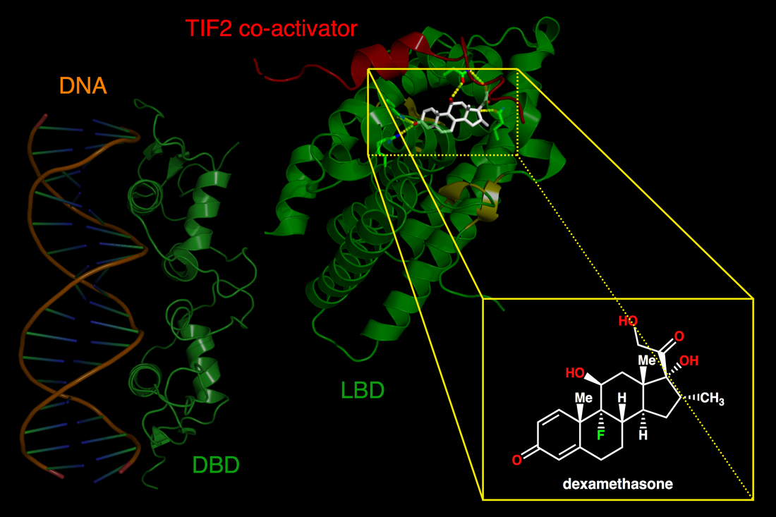 Receptor de glicocorticoides