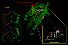 Left: DNA-binding domains of a glucocorticoid receptor homodimer in the nucleus interacting with DNA. Right: Binding of synthetic glucocorticoid dexamethasone to ligand-binding domain of receptor in cytoplasm. Glucocorticoid receptor.png