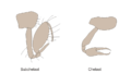 鋏状（右）と亜鋏状（左）の関節肢