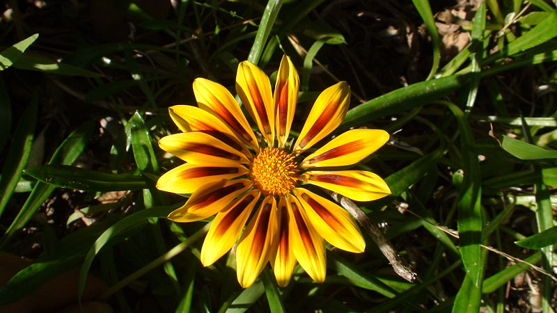 File:Golden Flower.JPG