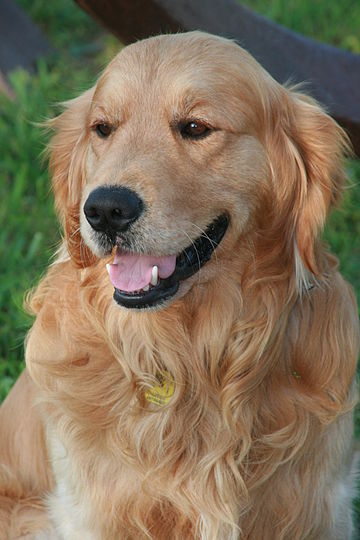 Golden retriever